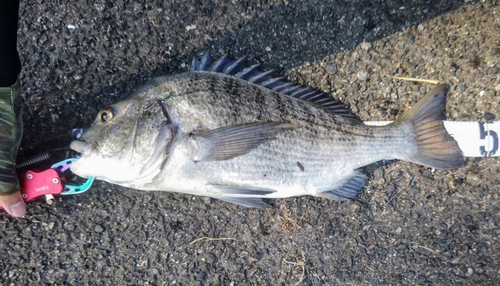 チヌの釣果