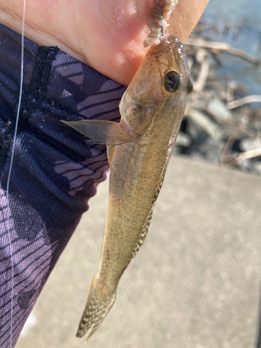 マハゼの釣果