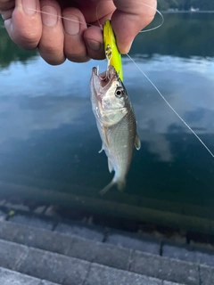 ハスの釣果