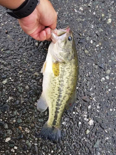 ラージマウスバスの釣果