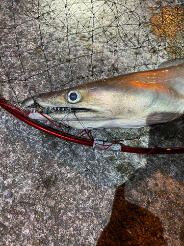 ハモの釣果