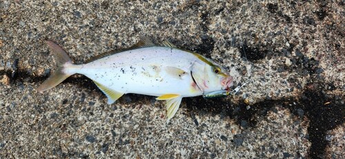 カンパチの釣果