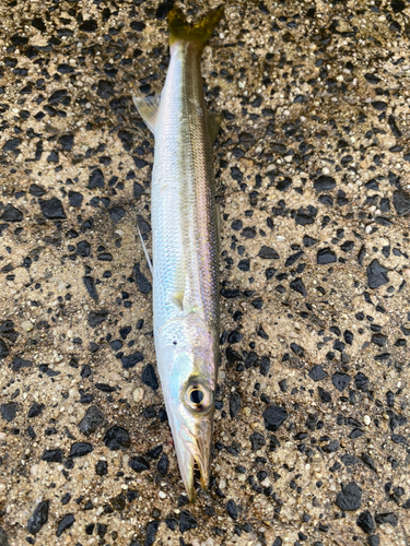 カマスの釣果