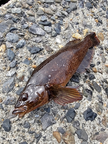 アイナメの釣果