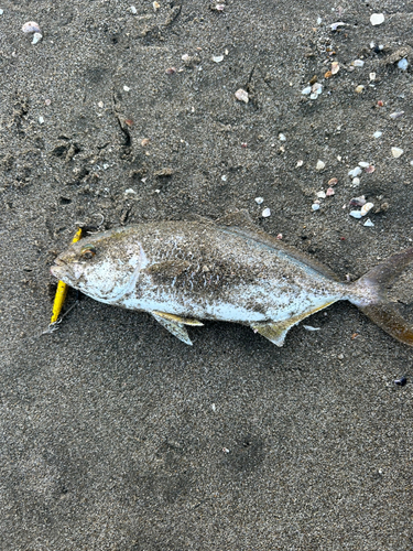 ショゴの釣果