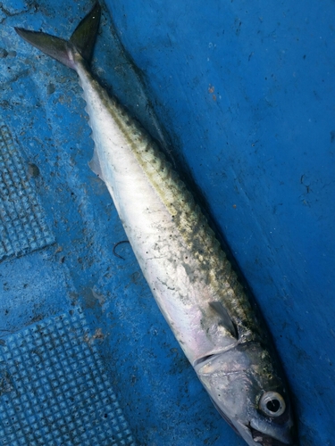 サバの釣果