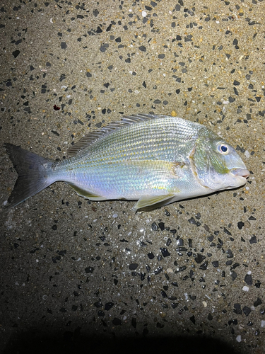 ヘダイの釣果