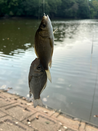 ヘラブナの釣果