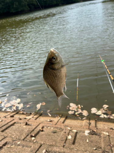 ヘラブナの釣果