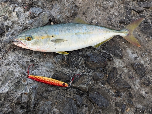 ワカシの釣果