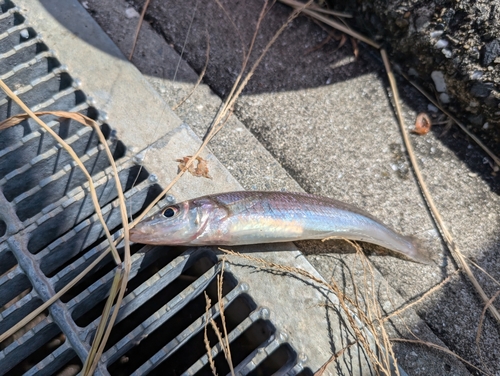 シロギスの釣果