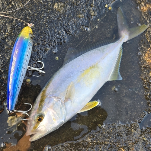 ショゴの釣果