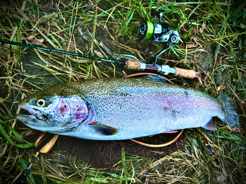 ニジマスの釣果