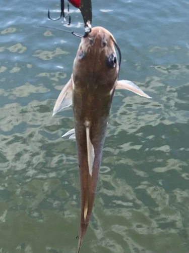 アメリカナマズの釣果