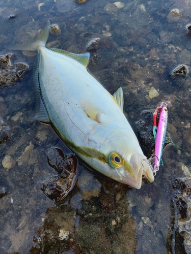 ネリゴの釣果