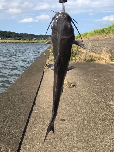 アメリカナマズの釣果