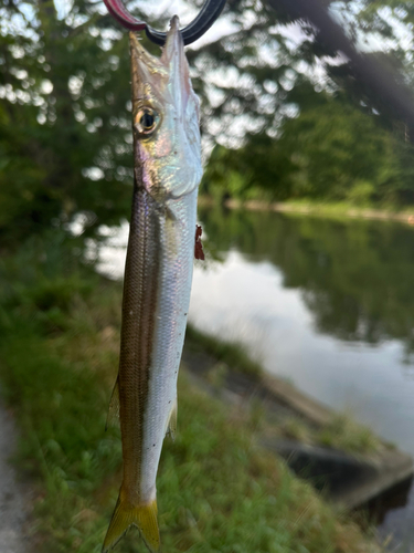 カマスの釣果