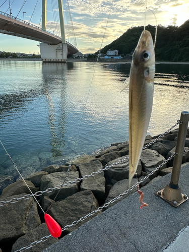 キスの釣果