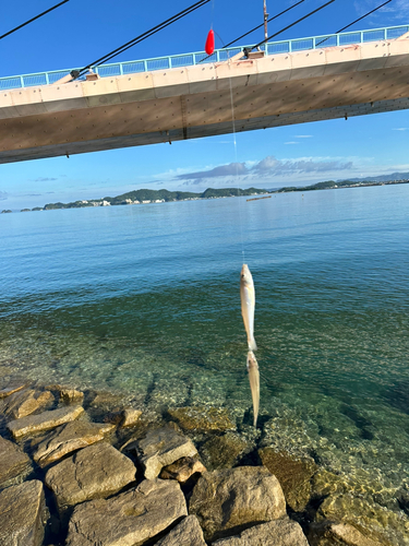 キスの釣果