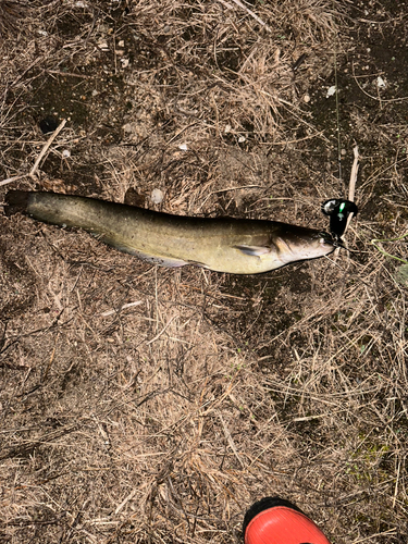 マナマズの釣果