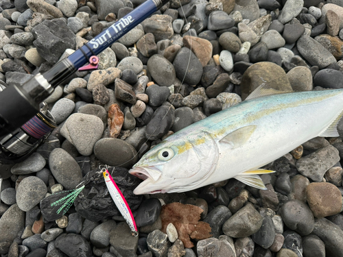 ワカシの釣果