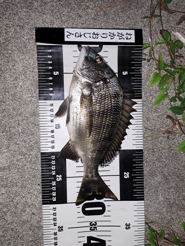 クロダイの釣果