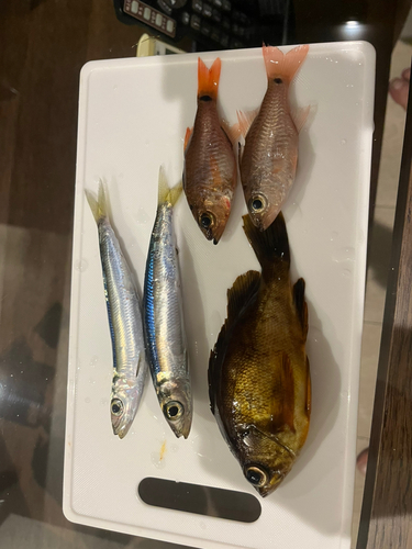 メバルの釣果