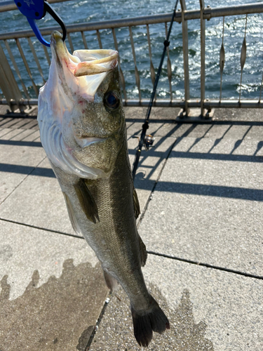 スズキの釣果