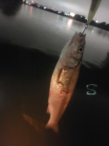 ウグイの釣果