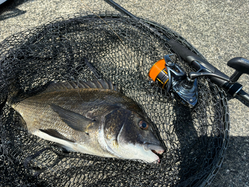 クロダイの釣果