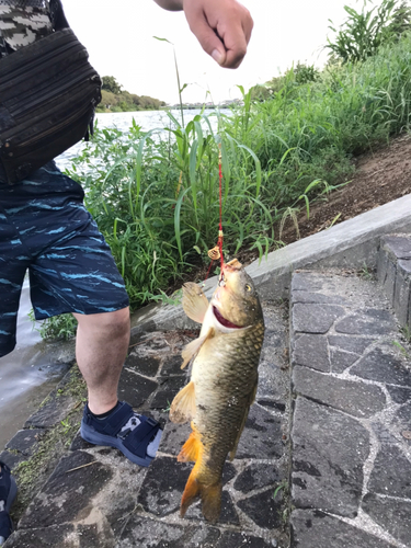 コイの釣果