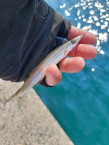 カマスの釣果