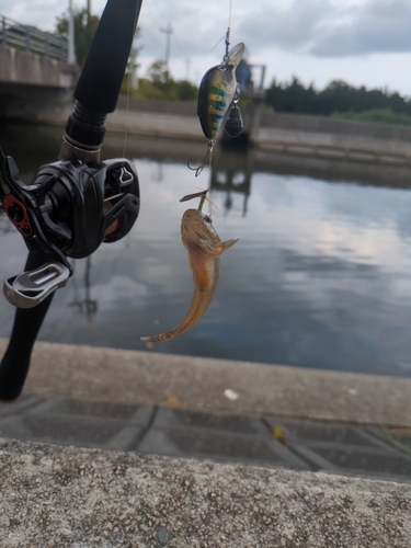 ハゼの釣果