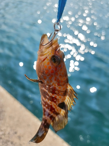 キジハタの釣果