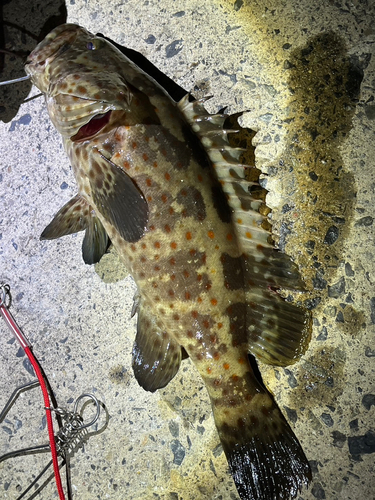 チャイロマルハタの釣果