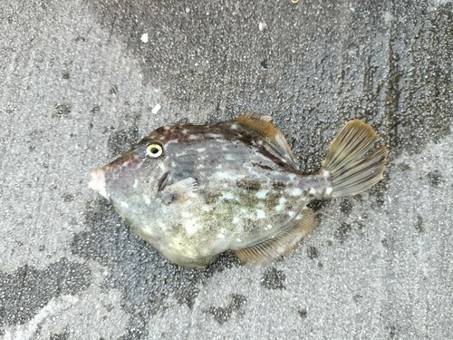 カワハギの釣果