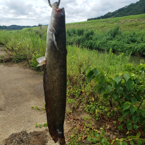 ナマズの釣果