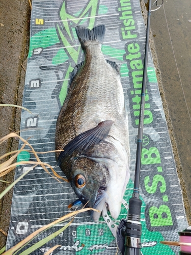 チヌの釣果