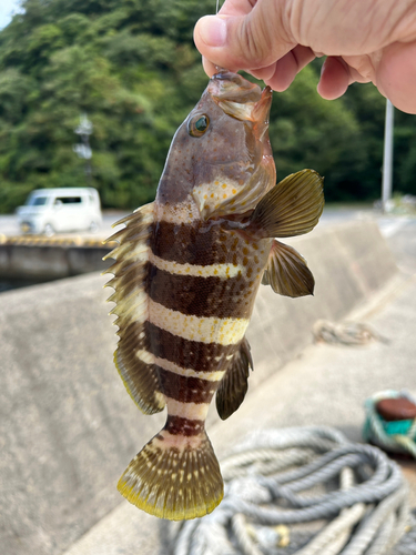 アオハタの釣果