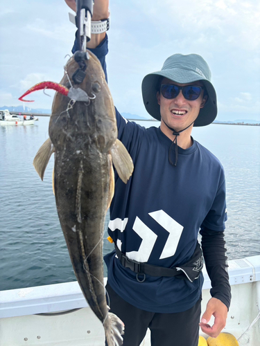 マゴチの釣果