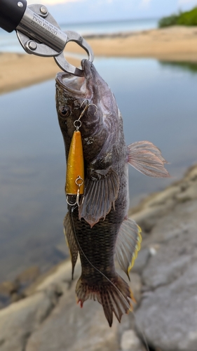 ホシマダラハゼの釣果