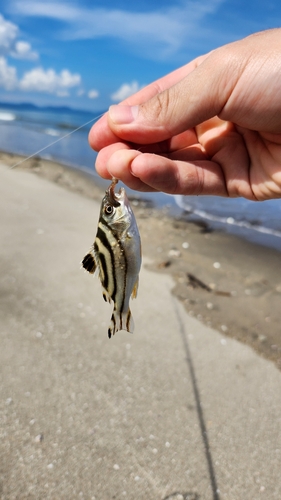 コトヒキの釣果