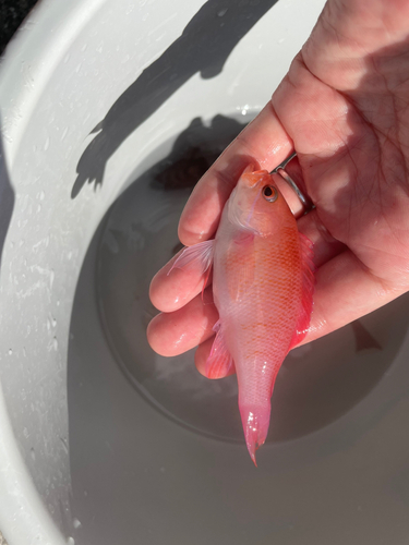 アカオビハナダイの釣果