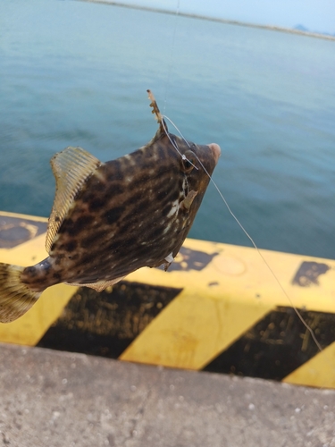 カワハギの釣果