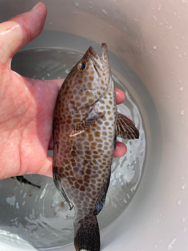 オオモンハタの釣果