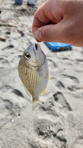 ヘダイの釣果