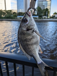 キビレの釣果