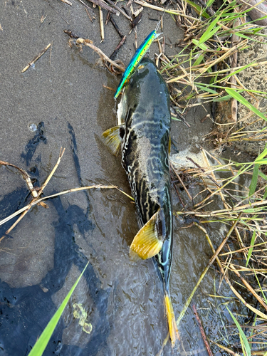 フグの釣果