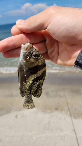 コショウダイの釣果