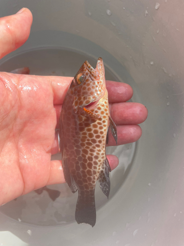 オオモンハタの釣果